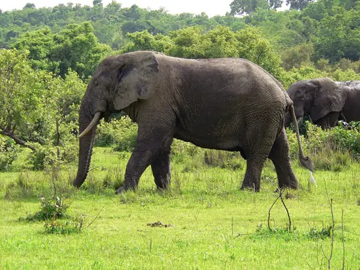 Mole National Park, Savannah Region